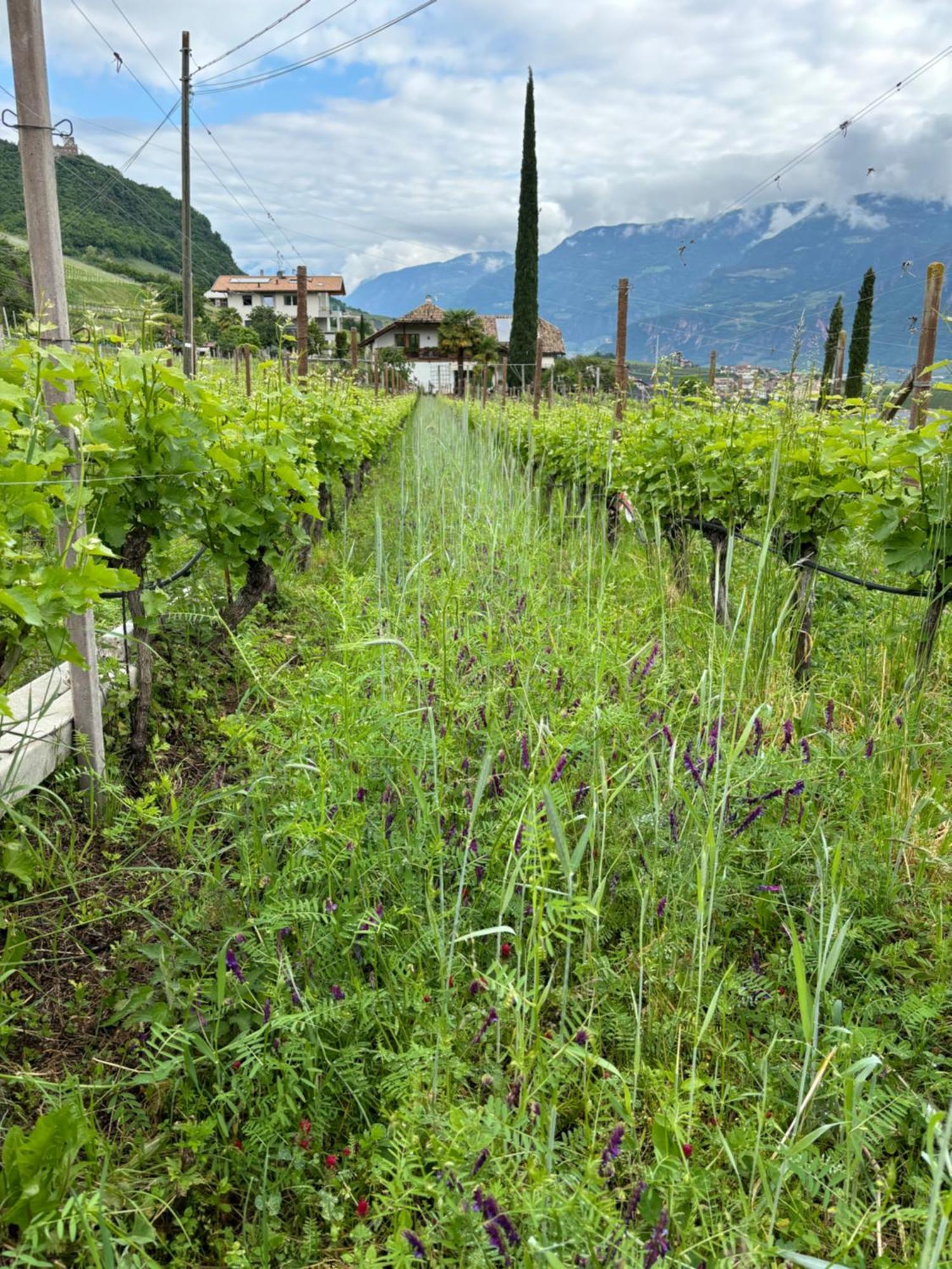 Gfillhof Ferienwohnung 3 Appiano Sulla Strada Del Vino Exterior photo